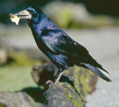 Rook  New Zealand Birds Online