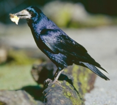 Rooks  Waikato Regional Council